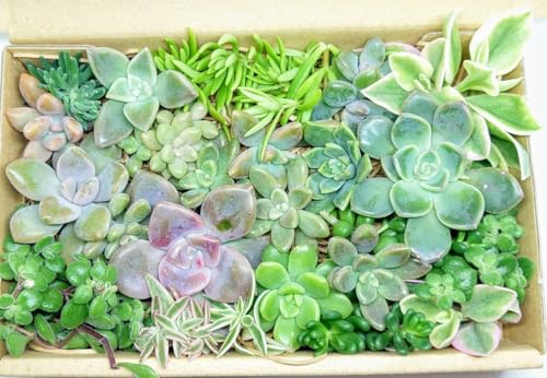 多肉植物 寄せ植え セット」の人気商品一覧 | 安い商品を通販サイト